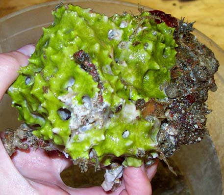 particularly colorful green sponge