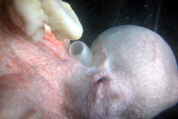 Octopus, like this one pictured, will often be collected and shipped to the Smithsonian for detailed analysis