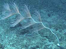 A large (2 m high) specimen of iridogorgia n. sp. from Kelvin seamount.