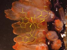 The Caribbean tunicate, Ecteinascidia turbinata, provides a good example of the biomedical potential of marine natural products.