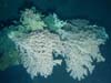 Deep sea corals (Paraorgia)