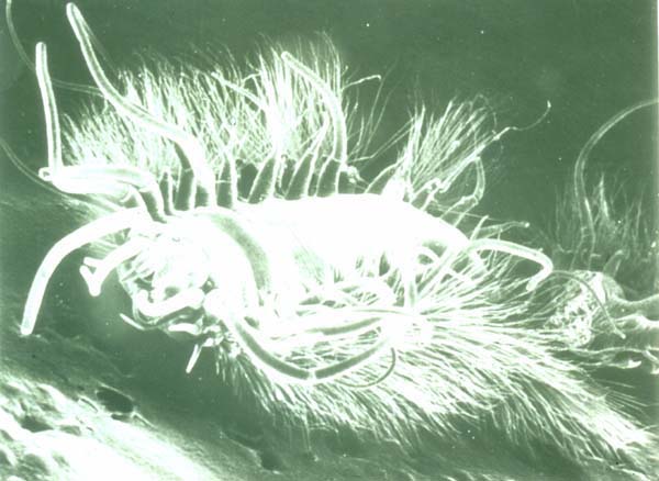 Micrograph of iceworm, Hesiocaeca methanicola