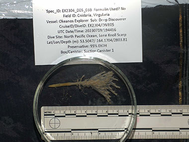 Collected during Dive 05 of the Seascape Alaska 3 expedition at a depth of approximately 2,800 meters (9,185 feet), this sea pen in the genus Virgularia may represent a species new to science.
