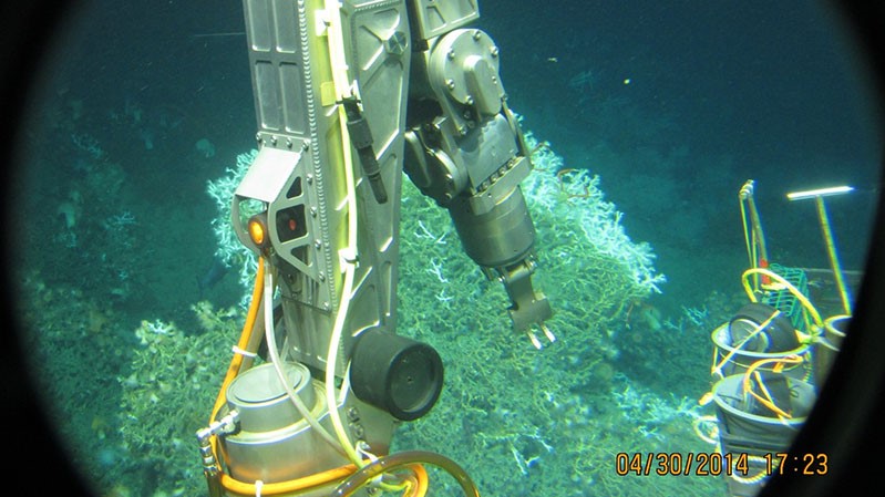 This image, taken from inside the pressure hull of the human-occupied vehicle Alvin, features the port manipulator preparing to sample corals from a coral mound in the Gulf of Mexico during a 2018 expedition.