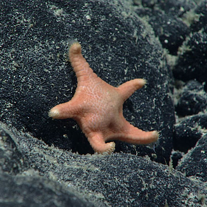 Okeanosaster hohonui represents a new genus and a new species and has a different structure than other sea stars in the family Goniasteridae seen at similar depths. It was named to honor NOAA Ship Okeanos Explorer. “Hohonu,” the Hawaiian word for deep, refers to the great depth at which the sea star was seen. The new sea star, seen here in the Musicians Seamounts in Papahānaumokuākea Marine National Monument Monument, was documented at depths ranging from 1,743 to 3,304 meters (1.1 to 2.1 miles).