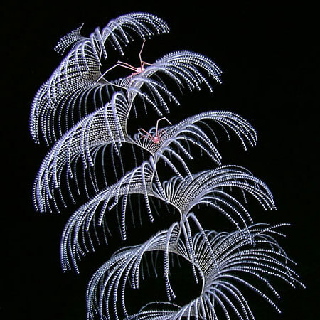 Iridigorgia soft coral with squat lobsters in the northwestern Gulf of Mexico.