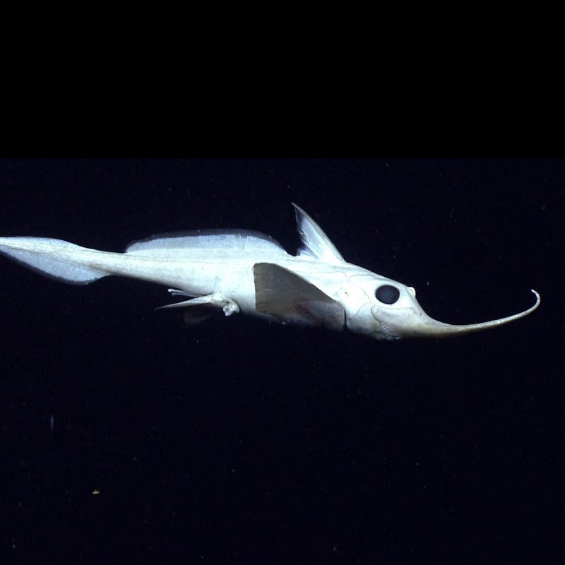 A Rhinochimera (Harriotta sp.) swims 10 meters above the seafloor.