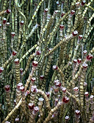 A field of tubeworms.