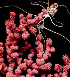 A pink bubblegum coral with basket stars.