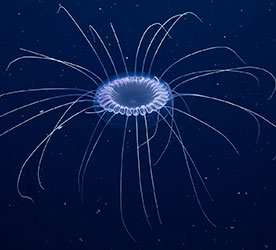 Jellyfish.