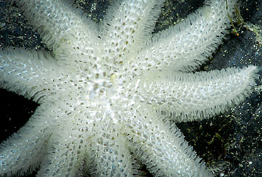 A white nine-armed sea star on a rock.