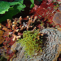 Example of corals and algae found on Pulley Ridge. Photo Credit: M. Echevarria, Florida Aquarium. Example of corals and algae found on Pulley Ridge. Photo Credit: M. Echevarria, Florida Aquarium.