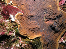 Eunice norvegica worm found living within mucus tubes woven through Lophelia coral. Eunice norvegica worm found living within mucus tubes woven through Lophelia coral.