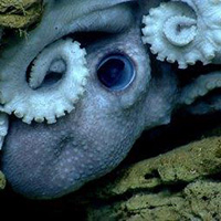 Our Deepwater Backyard: Exploring Atlantic Canyons and Seamounts 2014 Our Deepwater Backyard: Exploring Atlantic Canyons and Seamounts 2014
