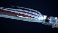 Squid holding onto another squid. Squid holding onto another squid.