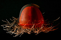 Crossota sp., a red medusa jellyfish found off the bottom of the deep Arctic as part of Census of Marine Life surveys. Crossota sp., a red medusa jellyfish found off the bottom of the deep Arctic as part of Census of Marine Life surveys