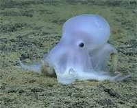 An undescribed species of octopod found during the Hohonu Moana 2016 expedition. An undescribed species of octopod found during the Hohonu Moana 2016 expedition.