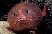 A toadfish found during the Deepwater Wonders of Wake Expedition 2016.