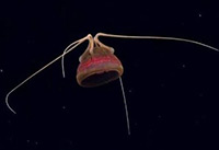 This jellyfish appears to be an undescribed species of Bathykorus - a genus only described in 2010 – and was imaged about halfway through the September 18 dive at Deep Twin Ridge This jellyfish appears to be an undescribed species of Bathykorus - a genus only described in 2010 – and was imaged about halfway through the September 18 dive at Deep Twin Ridge
