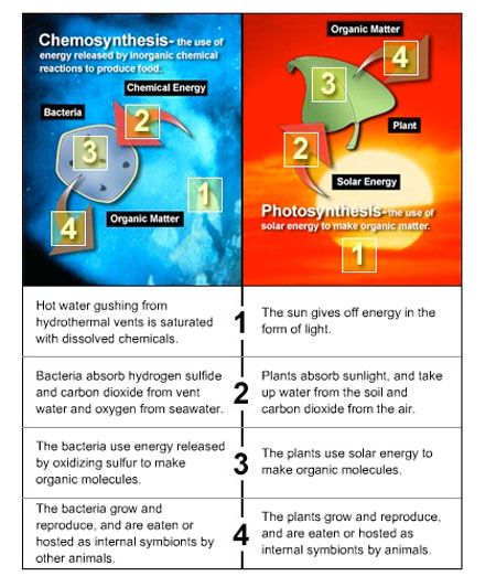 The diagram below compares examples of these two processes - chemosynthesis in a seafloor hydrothermal vent bacterium, and photosynthesis in a terrestrial plant.