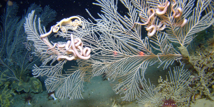 Finding deep sea coral: scientists like Dr. Etnoyer use a multibeam echo sounder to scan the ocean floor for deep sea coral.