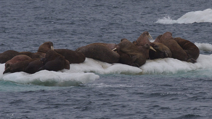 Observing Arctic Marine Mammals