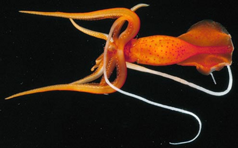 How are Cephalopods Adapted to the Dark, Deep World Below 1,000 Meters?