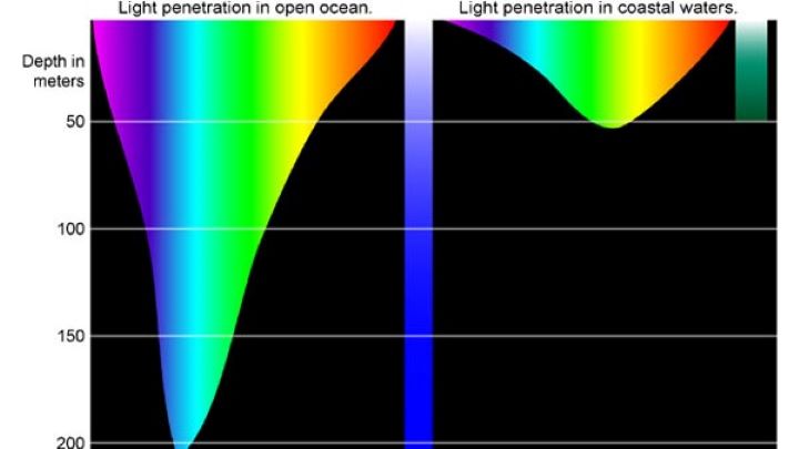 Light and Color in the Deep Sea