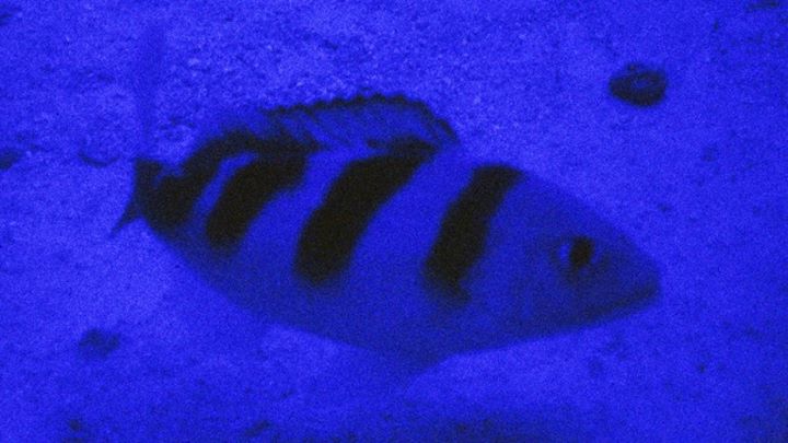 The oblique-banded snapper or gindai (Pristipomoides zonatus) lives in the twilight, or mesophotic, zone where only dim blue light penetrates. The upper picture was taken with the lights of a submersible illuminating the fish at 935 feet (285 meters) during an Okeanos Explorer dive at Farallon de Medilla, Mariana Islands; bright gold bars are seen on the body. The lower photograph was taken at St. Rogatien Bank of the Papahānaumokuākea Marine National Monument at 625 feet (190 meters) with the lights of the submersible turned off; the color pattern is still easily seen, but the gold bars appear black at ambient light levels.