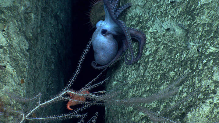 Let's Meet the Deep-sea Stars of the North Atlantic Canyons