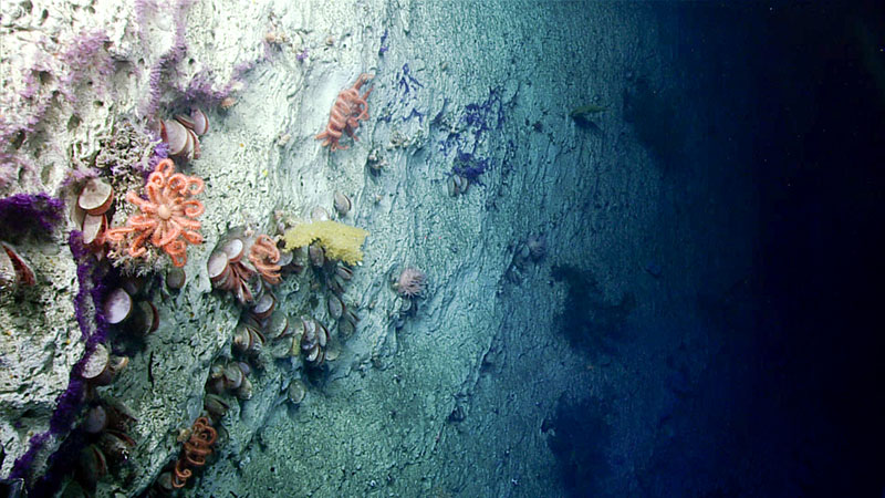 A diverse assemblage of invertebrates on a canyon in 2019. This assemblage included sea stars, yellow and purple octocorals, flame scallops, and anemones.