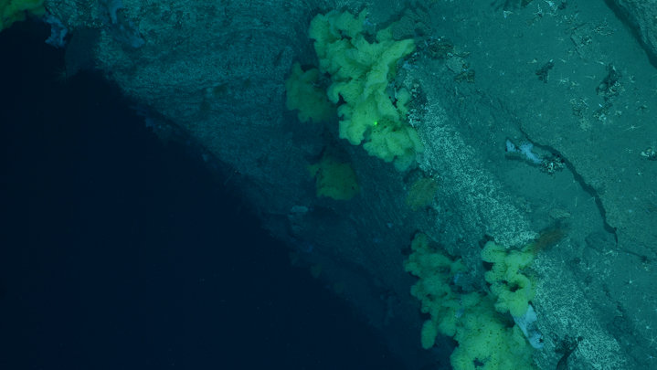 Atlantic Canyons Undersea Mapping Expeditions 2012