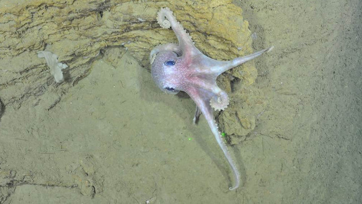 Océano Profundo 2018: Exploring Deep-sea Habitats off Puerto Rico and the U.S. Virgin Islands