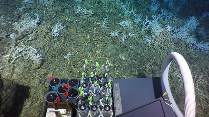 Deep Search 2018: DEEP Sea Exploration to Advance Research on Coral/Canyon/Cold Seep Habitats