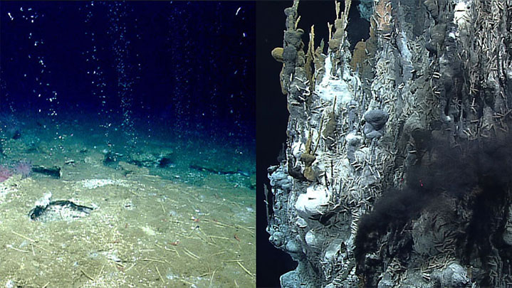 What is the difference between cold seeps and hydrothermal vents?