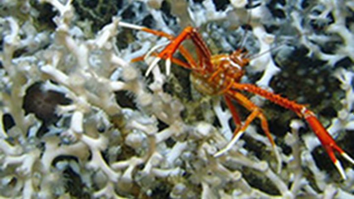 Cold-water Corals in the Gulf of Mexico