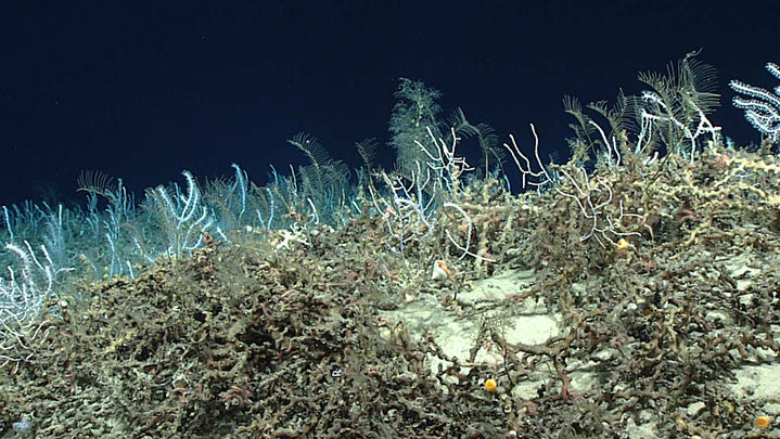 Unforeseen Abundance of Deep-sea Coral Habitat