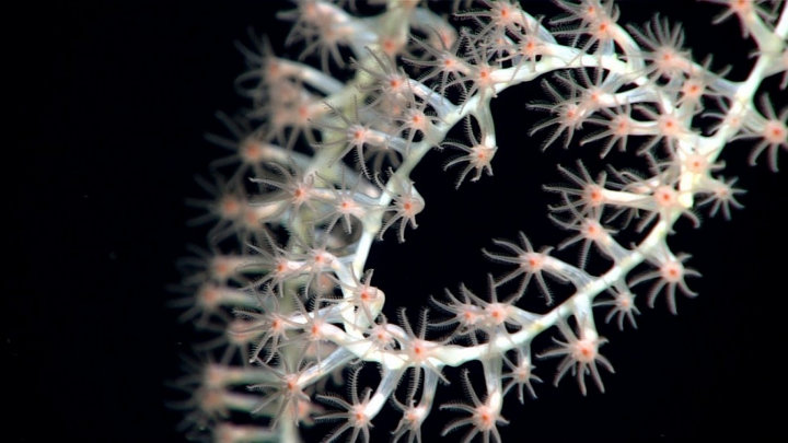 Exploring Deep-Sea Coral Habitats in the Gulf of Mexico