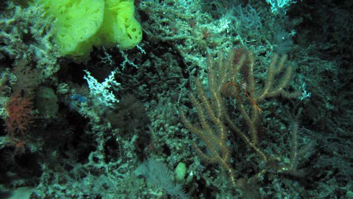 Florida Coast Deep Corals 2005 