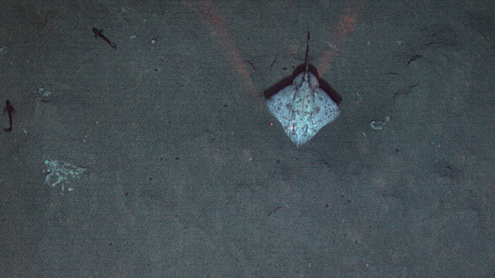 A skate and other fishes hover above the seafloor.