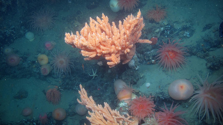 A sculpin rests on a large red tree coral. During this expedition, a number of fish were found collocated with large coral colonies.