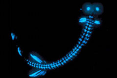 Education Theme - Bioluminescence