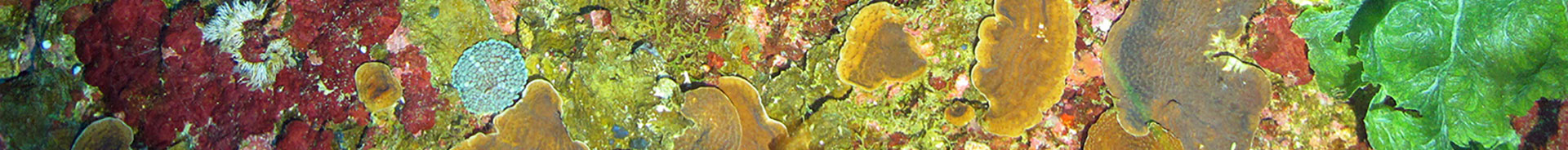 Mesophotic Corals