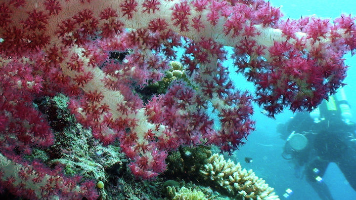 Pacific Deep Reefs 2011 — Mission Summary