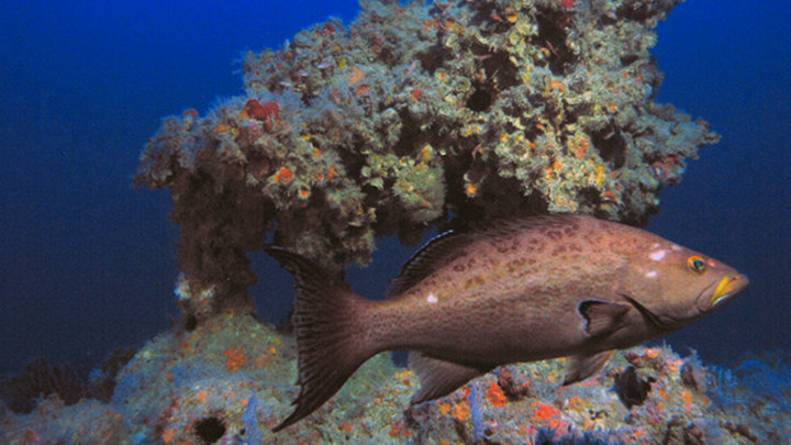 Pulley Ridge: Looking Upstream to Protect Florida Keys National Marine Sanctuary