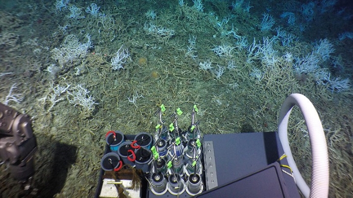 DEEP SEARCH 2018: DEEP Sea Exploration to Advance Research on Coral/Canyon/Cold seep Habitats