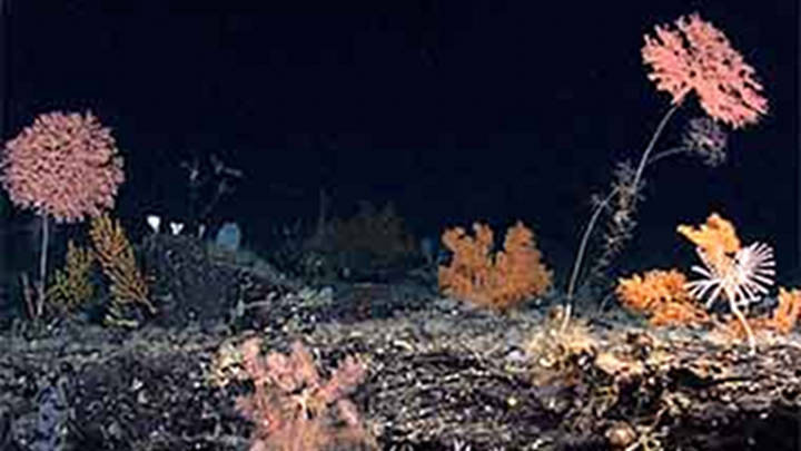 Why Are Seamounts Hotspots for Biodiversity?