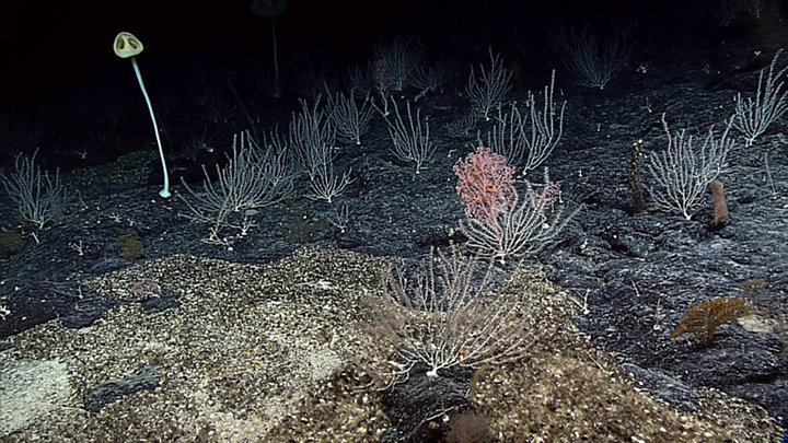 How Did They Get There? Biogeography of Pacific Islands and Seamounts