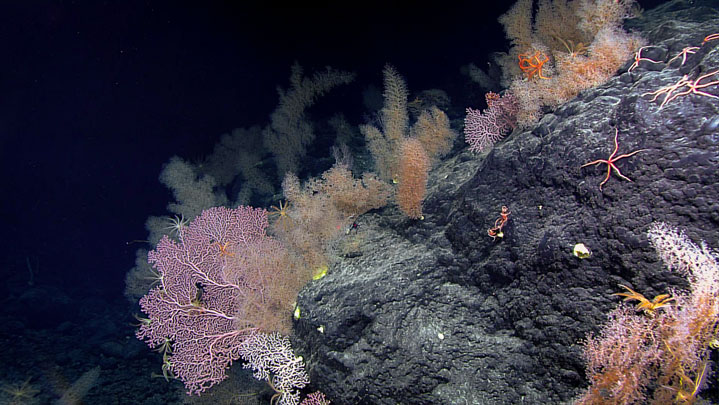 Seamounts: Oases of Life Fact Sheet