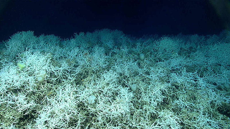 Dense fields of Lophelia pertusa, a common reef-building coral, found on the Blake Plateau knolls, just outside Stetson-Miami Terrace Deepwater Coral Habitat of Particular Concern. The white coloring is healthy - deep-sea corals don’t rely on symbiotic algae, so they can’t bleach.